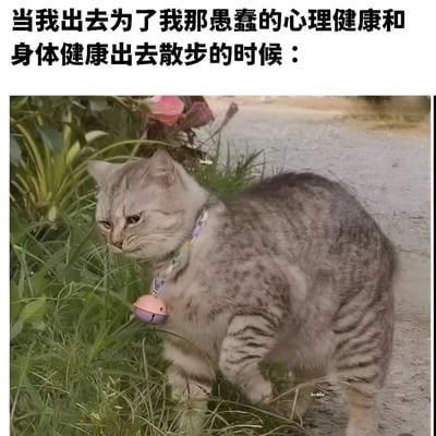 图片上方配有文字'当我出去为了我那愚蠢的心理健康和身体健康出去散步的时候：'，下方是一只戴着粉色铃铛项圈的灰色虎斑猫，它站在草地边的小路上，身体微微弓起，头部转向一侧，眼神显得严肃而冷淡，仿佛在不情愿地进行散步。整体通过猫咪的表情和姿态，幽默地展现了人们为了健康出门散步时可能有的复杂心情，带有自嘲和无奈的趣味。