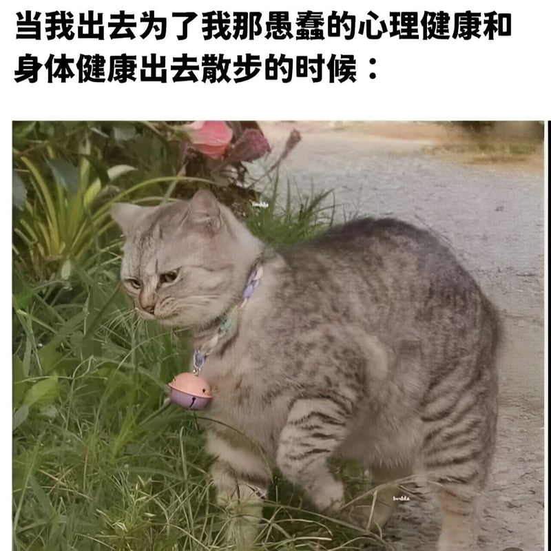 灰色虎斑猫