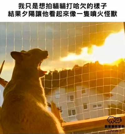 铲屎官本想拍摄猫咪打哈欠的可爱瞬间，却因夕阳逆光效果意外捕捉到神错位画面：猫咪仰头张嘴的剪影在金色落日映照下，仿佛一只正在喷射火焰的凶猛怪兽，形成萌宠与奇幻生物的搞笑反差。图片上方配有文字说明场景由来，下方为实拍图，猫咪位于左侧，背景是透过网纱看到的夕阳和建筑物轮廓。
