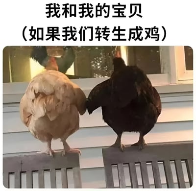 图片上方配有文字“我和我的宝贝（如果我们转生成鸡）”，下方是两只鸡的背影特写。一只为浅色羽毛，另一只为深色羽毛，它们并排站立在长椅上，面向一扇窗户，背景中可见窗外的树木。整体画面通过将人与宠物的关系幽默转化为“转生成鸡”的场景，营造出温馨又搞笑的氛围。
