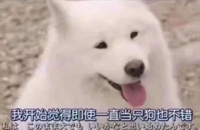 图片主体是一只白色的萨摩耶犬，它吐着舌头，嘴角自然上扬，神态看起来十分惬意满足。图片底部配有中文字幕“我开始觉得即使一直当只狗也不错”，以及对应的日文翻译。这张图通过狗狗无忧无虑的状态搭配文字，精准表达了人们在面对生活、工作等压力时，产生的想要摆脱压力束缚、像狗狗一样轻松度日的“摆烂”心态，常被制作成表情包在社交媒体上传播，用来抒发这类消极又向往轻松的情绪。