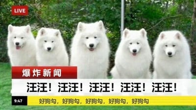 这是一张模仿新闻直播形式创作的趣味梗图，画面左上角带有红色的“LIVE”直播标识，左下角标注时间为9:47。画面主体是五只并排端坐在绿色草地上的白色萨摩耶，它们神态各异，有的吐着舌头显得轻松愉悦，有的紧闭嘴巴神态平静。画面下方设置了模仿新闻播报的文字栏：红色栏内写着“爆炸新闻”，白色栏内重复五次“汪汪！”，对应五只狗狗的“新闻发言”，最下方黄色栏内重复五次“好狗勾，好狗勾，好狗勾，好狗勾，好狗勾”，用拟人化的方式将狗狗的叫声设定为新闻内容，同时用夸赞的话语呼应，整体内容诙谐幽默，通过反差感制造笑点，表达了对可爱狗狗的喜爱之情。
