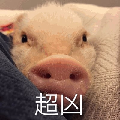 图片主体是一只白色小香猪的特写，它有着粉嫩的鼻子和圆溜溜的黑色眼睛，正探头向前注视着镜头，表情呆萌可爱。猪的下方配有白色文字“超凶”，形成强烈的反差萌效果，可爱的外形与“凶狠”的文字描述形成幽默对比，让人忍俊不禁。