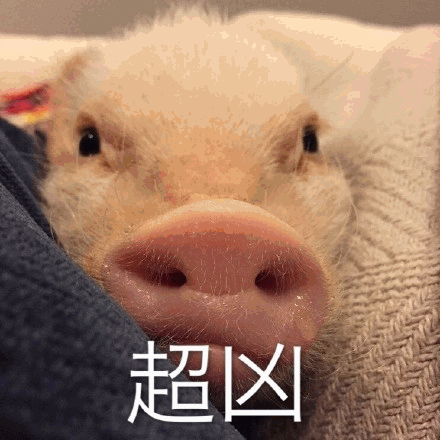 超凶的小香猪