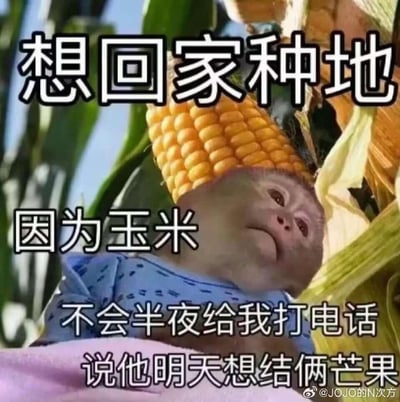 这是一张搞笑的P图表情包，创作者将猴子的头部与玉米进行错位合成，营造出玉米长在猴子头上的视觉效果。配文以荒诞的吐槽口吻，表达了想回家种地的想法，理由是玉米不会像职场里的无理需求一样，半夜打电话提出离谱要求——比如让玉米结芒果，用这种离谱的比喻，精准戳中打工人被不合理工作安排折磨的无奈与崩溃，搞笑又扎心。