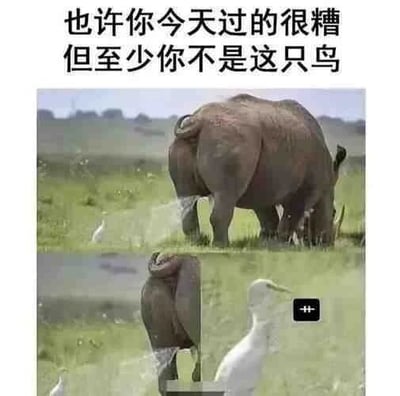 这是一张上下对比的P图改编图文混排图，上方是原始拍摄的草原场景，一头犀牛正在排尿，尿液朝向旁边的小鸟；下方是经过P图改编的画面，将犀牛的臀部部分与小鸟的身体拼接，营造出这只小鸟正被犀牛尿液直接浇到的滑稽效果。图的上方配有中文文案“也许你今天过的很糟 但至少你不是这只鸟”，通过这只倒霉的小鸟的搞笑画面，以自嘲式的幽默来安慰生活中遇到不顺的人，传递一种“有人比你更倒霉”的宽慰感，整体风格搞笑诙谐。