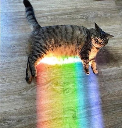 这是一张经过P图改编的静态搞笑图片，画面主体是一只虎斑猫趴在浅棕色木质地板上。通过图像编辑，将猫咪腹部下方的位置与地板上的彩虹光线进行衔接，制造出猫咪正在“排出”彩虹的视觉错位假象。猫咪的表情慵懒又带点不屑，配合这个荒诞的错位效果，整体画面显得十分滑稽有趣，没有双关、谐音梗或其他暗示内容，仅靠视觉错位制造笑点。