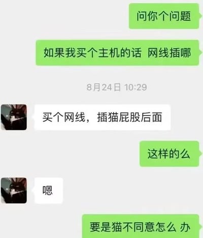 这是一段竖屏手机格式的微信聊天记录截图，对话双方玩起了谐音梗：提问者询问买主机后网线插在哪里，回复者故意将网络设备“光猫”曲解成动物猫，回复“买个网线，插猫屁股后面”，提问者顺势接梗问“要是猫不同意怎么办”，整个对话通过谐音误解制造出荒诞搞笑的效果。
**谐音梗说明**：这里的“猫”原本指上网用的光猫设备，回复者故意混淆成动物猫，形成反差笑点。
