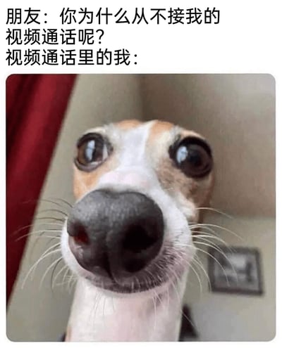 这是一张图文结合的搞笑网络梗图，上方配有朋友的提问文字：“你为什么从不接我的视频通话呢？”，下方标注“视频通话里的我：”，并搭配一张灵缇类狗狗的近距离特写照片。照片中的狗狗将鼻子凑近镜头，脸部几乎占据整个画面，眼睛瞪大，表情滑稽又惊讶，用这个形象生动地调侃自己在视频通话前置摄像头里的样子怪异、不好看，精准戳中很多人对前置摄像头拍摄效果的容貌焦虑，以此解释自己不愿接视频通话的原因，充满日常搞笑的氛围。