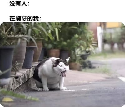 图片上方有两行文字，分别是“没有人：”和“在刷牙的我：”，下方是一只黑白相间的猫咪蹲坐在铺有地砖的地面上，背景有多个花盆和绿植。猫咪呈现出夸张的表情，双眼圆睁，嘴巴大张，舌头伸出，幽默地模拟了人们刷牙时可能做出的滑稽模样，通过对比“无人状态”和“刷牙时的自己”，以猫咪的搞笑表情展现日常生活中的小趣味。
