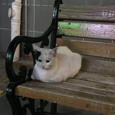 一只白色猫咪带着黑色的头部斑纹，正安静地趴在一张木质长椅上。猫咪有着明亮的眼睛，表情平静而专注地看向镜头。长椅有着黑色的金属扶手，背景中可以看到灰色的瓷砖墙面和一根白色的管道。整体画面呈现出一种城市中偶遇流浪猫或家猫在外休息的温馨日常场景。