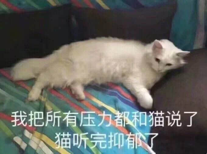 把压力告诉猫后，猫抑郁了