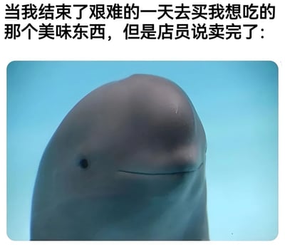 图片上方配有文字“当我结束了艰难的一天去买我想吃的那个美味东西，但是店员说卖完了：”，下方是一张白鲸的特写照片。白鲸的头部占据画面主体，背景为纯净的浅蓝色，它的表情显得平静中带着一丝微妙的失落，嘴角微微下撇，眼神似乎透露出无奈，生动地诠释了经历辛苦一天后期待落空的沮丧心情。