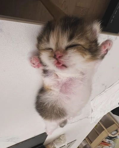 一只可爱的小奶猫仰睡在白色平面上，眼睛紧闭，小嘴巴微微张开，露出粉嫩的舌头。它的两只前爪自然举起，粉嫩的肉垫清晰可见，腹部毛发呈白色，背部和头部则是棕色与灰色相间的绒毛。背景中可以看到木质地板和部分家具，整体画面温馨治愈，展现出小奶猫毫无防备的熟睡状态，萌态十足。