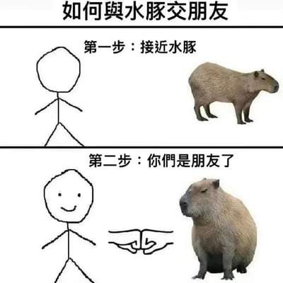 这是一张分步骤呈现的趣味梗图，主题为“如何与水豚交朋友”。第一步画面展示无表情的简笔画小人与站立的水豚并排，配文“第一步：接近水豚”；第二步画面里简笔画小人露出微笑，水豚变为蹲坐的放松姿态，中间添加了代表友好约定的勾手指手势，配文“第二步：你们是朋友了”。整张图以极简的流程调侃水豚性格温顺、极易与人及其他动物友好相处的网络热梗形象，风格轻松诙谐，充满趣味性。