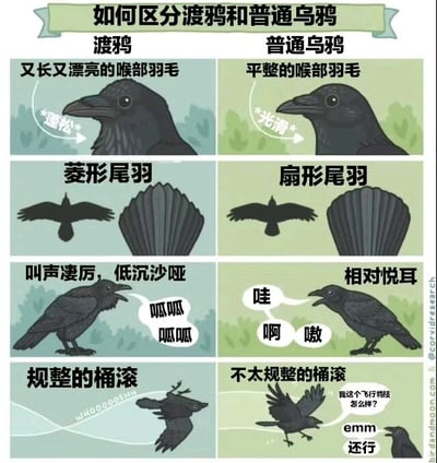 这是一张通过图文混排形式科普如何区分渡鸦和普通乌鸦的多图拼接卡通图。图片采用2列4行的对比结构，左侧为渡鸦特征，右侧为普通乌鸦特征。具体对比维度包括：喉部羽毛（渡鸦蓬松，乌鸦光滑）、尾羽形状（渡鸦菱形，乌鸦扇形）、叫声（渡鸦凄厉低沉“呱呱呱呱”，乌鸦相对悦耳“哇 啊 嗷”）、飞行特技（渡鸦规整桶滚，乌鸦不规整并配对话“我这个飞行特技怎么样？”“emm 还行”）。整体风格幽默风趣，适合科普分享。