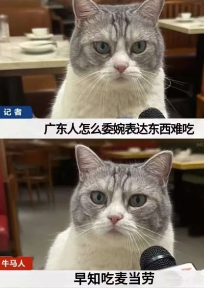 上下两格拼接的梗图，主角为一只灰白相间的猫，背景是餐厅环境。上格猫被标注“记者”，配文“广东人怎么委婉表达东西难吃”；下格猫被标注“牛马人”，配文“早知吃麦当劳”。通过拟人化采访形式，幽默调侃广东人用“还不如吃麦当劳”来委婉表达食物难吃的地域文化现象。