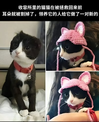 图片由三张照片拼接而成，展示了一只黑白相间的流浪猫的前后对比。左侧照片中，猫咪耳朵受伤缠着纱布，戴着红色项圈，眼神略显不安地坐在白色布上；右上角和右下角两张照片则展示了猫咪戴上粉色手工编织耳朵帽后的样子，帽子上有可爱的猫耳造型，猫咪被人抱在怀里，表情平静温和。