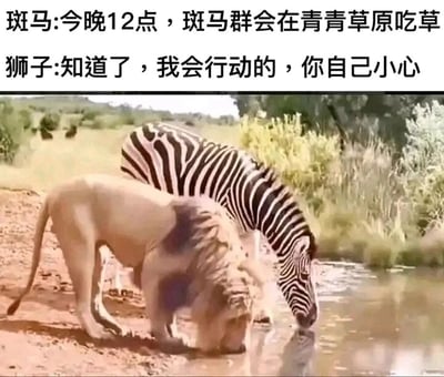 这是一张经过创意P图制作的搞笑网络梗图，画面展示了两只身体与头部拼接的混合动物：一只拥有狮子身体、斑马头部的动物，和一只拥有斑马身体、狮子头部的动物，它们正站在水边低头饮水。图的上方配有一段对话文字，斑马向狮子透露“今晚12点，斑马群会在青青草原吃草”，狮子则回应“知道了，我会行动的，你自己小心”。结合画面里的拼接动物，暗示出“卧底”的设定——要么是狮子伪装成斑马混入群体，要么是斑马卧底给狮子报信，这种身份反转的设定和怪异的拼接动物形象结合，制造出荒诞搞笑的幽默效果。