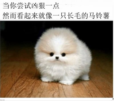 图片展示了一只毛茸茸的白色小狗，配上幽默文字描述它尝试表现凶狠却看起来像个长毛马铃薯的反差萌。小狗圆圆的外形和严肃的表情形成有趣对比，突出了可爱与凶狠之间的搞笑反差。