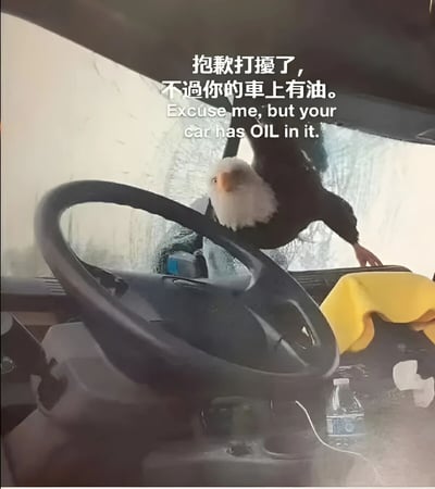 车内视角拍摄的照片，方向盘位于前景，一只白头海雕从车窗探入车内，头部朝向镜头。画面上方叠加中英文文字：“抱歉打扰了，不过你的车上有油。Excuse me, but your car has OIL in it.” 仪表盘上可见黄色布料和矿泉水瓶。整体营造出动物拟人化提醒的幽默效果，无明显双关或谐音梗。