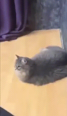 这是一段竖屏的GIF动图，画面中一只灰色长毛猫咪趴在浅色的平面上，它的表情看起来有些不耐烦，身体会有轻微的晃动，背景可见紫色的帘子与深色的墙面，整体是真实拍摄的宠物日常场景，画面构图清晰，能直观感受到猫咪的慵懒与不耐烦情绪。