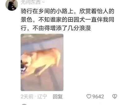 这是一张社交媒体平台的用户动态截图，发布者昵称是“无问东西~”，发布地点标注为辽宁，发布时间为2天前，该动态获得了9642个点赞。发布者用充满浪漫感的文案描述：“骑行在乡间的小路上，欣赏着怡人的景色，不知谁家的田园犬一直伴我同行，不由得增添了几分浪漫”，但下方配的图片里，一只黄色田园犬正被车辆拖拽着，和文案里描述的“浪漫伴行”形成巨大反差，制造出荒诞搞笑的效果，实际这只狗并非主动跟随发布者，而是被车挂住，呈现出与文案完全不符的现实场景，通过这种强烈的反差感来博人一笑。