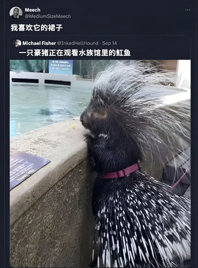 社交媒体截图中，一只戴着紫色项圈的豪猪正趴在水族馆的池边，前爪搭在边缘，专注地观看水中的虹鱼。豪猪背部的黑白尖刺蓬松张开，像穿着一件蓬松的裙子。有网友评论调侃道："我喜欢它的裙子"，用拟人化的方式幽默形容豪猪的外形特征。