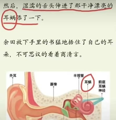 图片上半部分为一段文学性文字，内容描述“湿濡的舌头伸进耳蜗添了一下”，其中“耳蜗”一词被红色圆圈标注；下半部分是彩色耳朵解剖示意图，图中“耳蜗”结构同样被红色圆圈重点标出，旁边标注有“外耳”“半规管”“耳蜗神经”等解剖学术语。该梗图通过将文学作品中不符合解剖学常识的夸张描述与科学的耳朵结构图并置，以红色圈注形成呼应，凸显原文中对“耳蜗”这一内耳精密结构的错误使用，达到幽默调侃的效果。