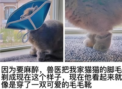 图片为左右拼接的宠物照片，左侧是一只戴着蓝色伊丽莎白圈的灰色猫咪坐在窗边，眼神略显无奈；右侧为猫咪前爪特写，因麻醉需要被兽医剃短了脚毛，仅保留爪部末端蓬松毛发，形似一双可爱的毛毛靴。下方配有文字说明剃毛原因及造型联想。