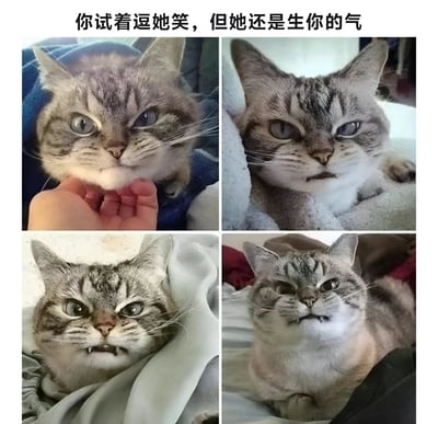图片为四格拼接的真实猫咪照片，上方配有文字“你试着逗她笑，但是她还是生你的气”。第一格中一只虎斑猫被人用手捏住脸颊，表情略显僵硬；第二格猫咪躺卧着，眼神冷漠，嘴角下撇；第三格猫咪露出些许牙齿，眼神带有不耐烦；第四格猫咪皱眉眯眼，表情明显生气。整体通过猫咪表情的递进变化，幽默展现了“试图逗生气的人开心却失败”的场景。