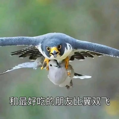 图片中一只蓝白相间、喙部黄色的猛禽（疑似隼）正展翅飞行，双爪紧紧抓住一只灰色的小型鸟类（疑似鸽子）。画面下方配有文字“和最好吃的朋友比翼双飞”，通过谐音和语义替换制造幽默效果——将原本形容伴侣亲密同行的“比翼双飞”，调侃为猛禽带着“即将成为食物的朋友”飞行，形成反差萌的搞笑场景。