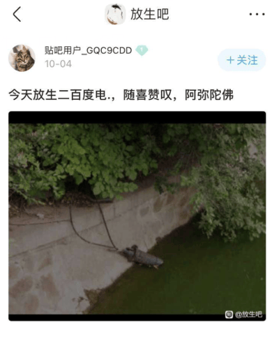 这是一张百度贴吧“放生吧”的社交媒体截图，用户“贴吧用户_GQC9CDD”于10月4日发布该内容。帖子配文为“今天放生二百度电..，随喜赞叹，阿弥陀佛”，配图展示了一个连接着黑色电线的类似电鱼工具的物体被放置在绿色水面的边缘，物体由绳子拴着固定在堤岸，堤岸上方覆盖着茂密的绿色植物。该内容是网络玩梗，用放生的话术反向调侃电鱼这种破坏水生生态的行为，通过反差感制造趣味和讽刺效果。