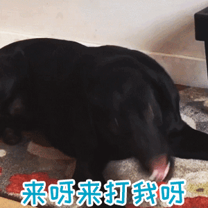 黑狗挑衅表情包：来呀来打我呀