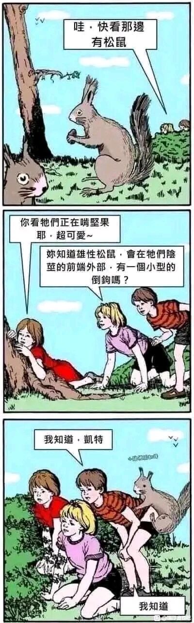 这是一幅三格连环恶搞漫画：第一格展示两只松鼠，其中一只松鼠指着别处说“哇，快看那边有松鼠”，制造无厘头的自我指代笑点；第二格是三个孩子趴在地上观察松鼠，穿红衣服的凯特先感叹松鼠啃坚果很可爱，接着向同伴分享雄性松鼠的冷知识——其阴茎前端外部有小型倒钩，紫衣服女孩回应“我知道，凯特”；第三格中，一只松鼠趴在红条纹衣服男孩的背上，男孩、松鼠和紫衣服女孩同时说出“我知道”，结合前面的冷知识，松鼠的行为和对话形成了对应冷知识的恶趣味暗示，用无厘头的场景将冷知识转化为搞笑的视觉梗，整体风格荒诞幽默，通过冷知识结合具象化的场景制造反差笑点。