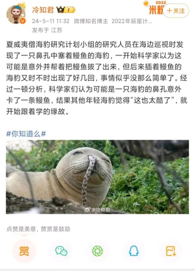 这是微博博主冷知君发布的一则动物科普内容，正文讲述了夏威夷僧海豹研究计划小组的有趣发现：研究人员起初发现一只鼻孔塞鳗鱼的海豹，以为是意外并拔出海鳗，却多次发现同类情况，最终推测是某只海豹意外卡鳗鱼后，其他年轻海豹因觉得“很酷”而跟风模仿。配图是一只趴在草地上、鼻孔里塞着一条斑纹鳗鱼的夏威夷僧海豹，海豹闭着眼睛，神态放松，画面趣味十足。