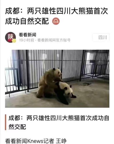这是一张看看新闻发布的新闻截图，标题标注“成都：两只雄性四川大熊猫首次成功自然交配”，但配图是一只棕色大熊猫和一只黑白大熊猫做出类似交配的动作，由于两只雄性大熊猫无法完成自然交配，该新闻标题明显存在编辑失误，形成乌龙内容，引发网友的搞笑讨论。