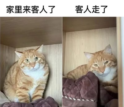 这是一张左右对比图，左侧标题为'家里来客人了'，画面中一只橘猫端坐在木质柜子里，耳朵竖起，眼睛睁大，表情警惕专注；右侧标题为'客人走了'，同一只橘猫放松地躺在柜子里的紫色毯子上，眼睛眯起，姿态慵懒。通过猫咪前后神态和动作的鲜明对比，幽默展现了宠物在有客人和客人离开后的不同状态。