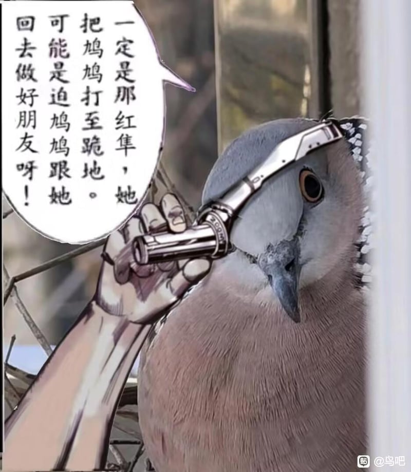珠颈斑鸠