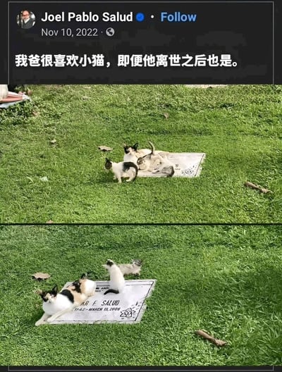 这是Joel Pablo Salud于2022年11月10日发布的社交媒体帖子，内容讲述他父亲生前喜欢小猫，离世后猫咪们仍聚集在刻有父亲名字和生卒年份（AAR F SALUD 1942 - MARCH 10, 2008）的纪念垫上。帖子包含两张照片，上图显示多只猫咪在纪念垫上休息，下图中更多猫咪聚集，画面温馨感人，体现了人与动物之间的深厚情感以及对逝者的怀念。