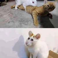 白橘色猫咪