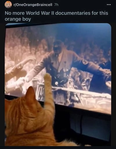 这是一张Reddit社区的帖子截图，帖子顶部配文为“No more World War II documentaries for this orange boy”，意为别再给这只橘猫看二战纪录片了。画面主体是一只背对着镜头的橘猫，正对着电子屏幕观看二战相关的历史纪录片，屏幕中正播放希特勒抬臂行纳粹礼的历史片段，而橘猫刚好也抬起了一只前爪朝向屏幕，动作和屏幕中人物的动作高度相似，看起来仿佛橘猫在跟着学习行礼，场景荒诞滑稽，搞笑效果十足。