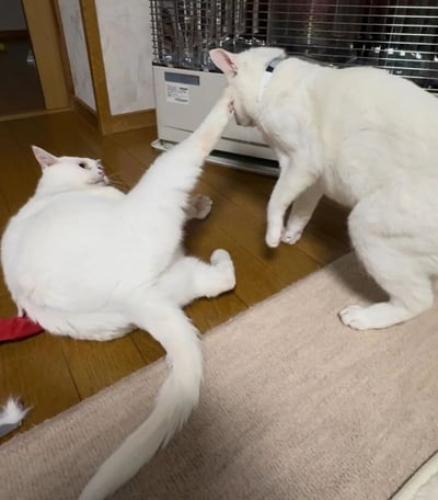 两只雪白的猫咪在室内木地板上玩耍互动。一只猫咪仰卧在地，抬起前爪轻触另一只站立的猫咪的脸颊，画面温馨有趣。背景中可见一台白色的取暖器，房间布置简洁，整体氛围轻松愉快。