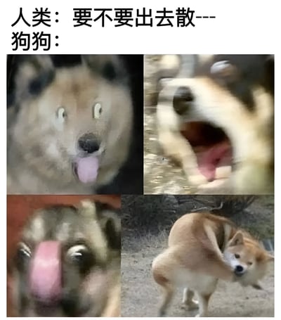 图片上方有文字'人类：要不要出去散--- 狗狗：'，下方由四张狗狗的图片组成。第一张是狗狗睁大眼睛吐舌头的兴奋表情；第二张是狗狗张大嘴巴，似乎在欢呼或吠叫；第三张是更近的狗狗兴奋表情特写；第四张是狗狗在地上打滚或跳跃的动态姿势，整体表现出狗狗听到要出去散步时的极度兴奋反应。