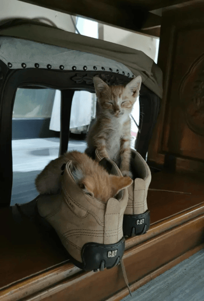 两只橘色小奶猫在一双米色CAT品牌的鞋子里玩耍，一只小猫蜷缩在鞋内，只露出小脑袋和耳朵；另一只则坐在鞋上，闭着眼睛，表情惬意。背景是木质家具和模糊的室内环境，整体画面温馨治愈，充满生活气息。