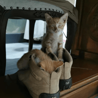 橘色小奶猫（鞋内）