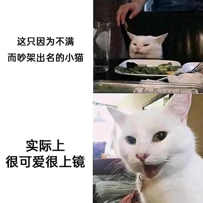 网络走红宠物