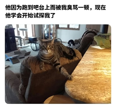 图片上方配有文字“他因为跑到吧台上而被我臭骂一顿，现在他学会开始试探我了”，下方是一张家庭场景照片。画面中央是一只虎斑猫，正趴在棕色沙发的扶手上，身体舒展，头部微微抬起，眼神直视镜头，带着一丝谨慎又好奇的表情。猫咪的一只前爪越过沙发扶手，轻轻搭在了旁边的木质吧台上，似乎在试探性地接触曾经被禁止靠近的区域。背景中可以看到客厅的部分环境，包括远处的窗户、家具以及一只趴在沙发另一端的黑色小狗，整体场景温馨日常，展现了宠物与主人之间有趣的互动瞬间。