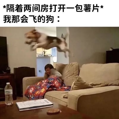 图片上方配有文字“*隔着两间房打开一包薯片* 我那会飞的狗：”，下方是一张真实场景照片。照片中，一只棕白相间的小狗正腾空跃起，姿态仿佛“飞行”一般，目标是沙发上被彩色卡通毯子覆盖的人。画面生动展现了狗狗对食物气味的极度敏感和急切反应，通过夸张的“会飞”描述制造幽默效果，体现了宠物与主人间有趣的日常互动。