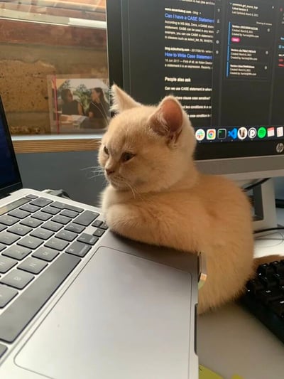 一只可爱的橘猫正趴在笔记本电脑的键盘上，前爪自然搭在触控板旁，眼神专注地望向一侧。背景中可以看到一台台式电脑显示器，屏幕上显示着关于编写CASE语句的编程文档，旁边还有一些网页标签和应用程序图标。窗台上摆放着几张照片，窗外是砖墙和一些绿植，整体呈现出一个温馨又略带忙碌的居家办公场景。猫咪的出现为严肃的工作环境增添了几分治愈和趣味。